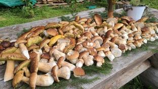 Белые грибы 2025