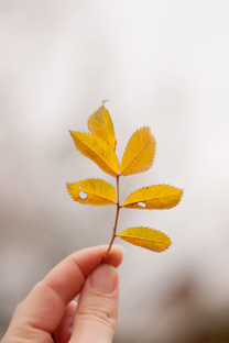 Фотоколлекции!