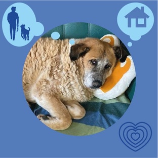 Ждут своего человека (собаки)