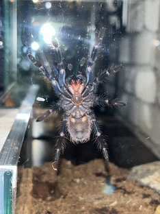 Паучиха Люнокс