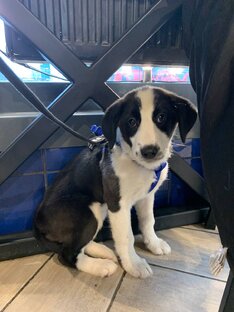 Лапа помощи