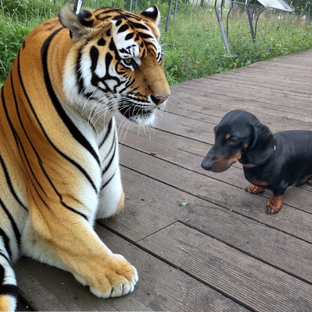 Такса Ума и Нейросеть