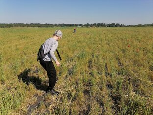 Как мы на самосбор клубники ездили