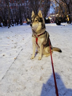 Джина