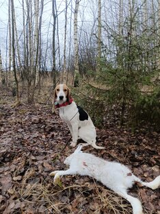 Охота с эстонской гончей