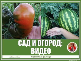 ОГОРОД, САД, ТЕПЛИЦА: ВИДЕО