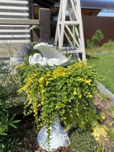 Однолетники