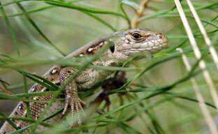 Прыткие ящерицы