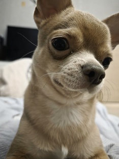 СОБАКИ И ДРУГИЕ ПИТОМЦЫ