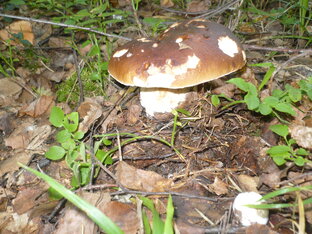 о рыбалке и грибах