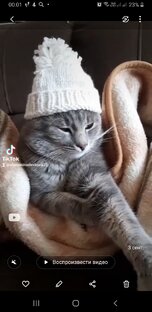 Любимый питомец
