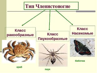 Зоология. Тип Членистоногие. 