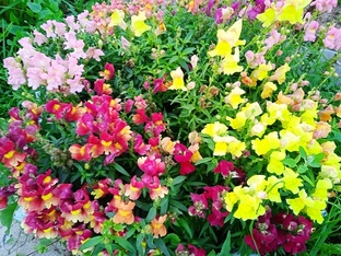 Львиный зев 