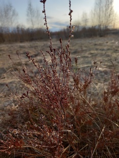 "Ветка" Иры🙂