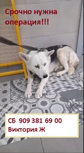 Хаски с оптовки