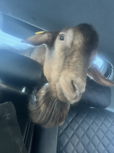 Жизнь на ферме