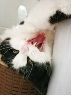 Котик зевает и лежит