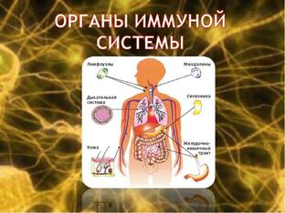 Иммунная система