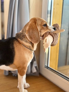 Игрушки для собак 