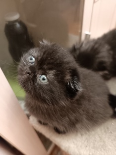 Всë о моих любимых кошках 😻