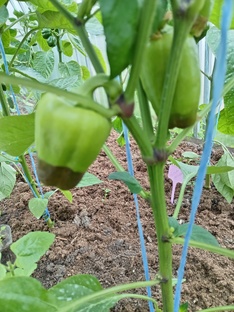 ХОЛОДНАЯ ВЕСНА 2025 года.