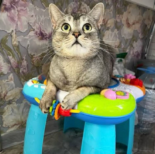 Фан Ляпота тв 