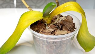 Болезни орхидей