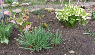 о разных растениях  в моём саду.