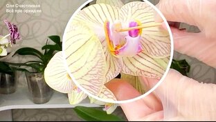 Получить деток орхидеи из семян дома