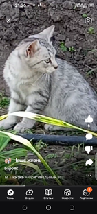 Животные и птицы