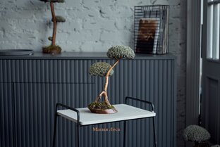 Дерево бонсай 🌳