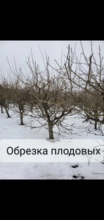 Обрезка плодовых деревьев 