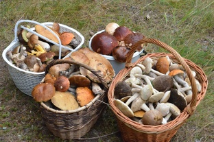 Грибной сезон 2025