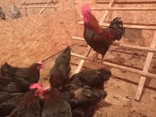 Маран чёрно-медный 