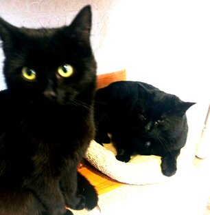 Котики наши  и кошечка мистическая