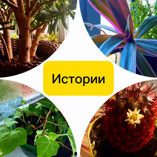 Цветочные истории