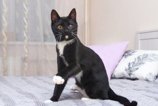 Маркизной окрас кошек (чёрно-белые)