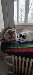 мои кошки
