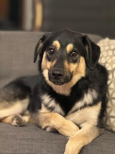 Лекции по ветеринарии для волонтеров и владельцев животных 