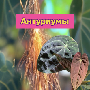 Антуриумы 