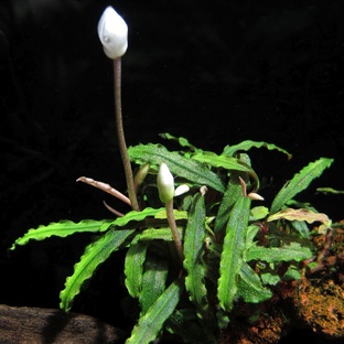 Растения в аквариум