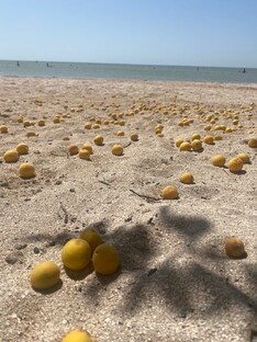 Сахарный берег