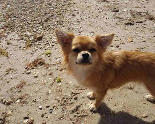 Мишка Рокси.