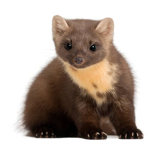 Персоны леса. Лучшие истории