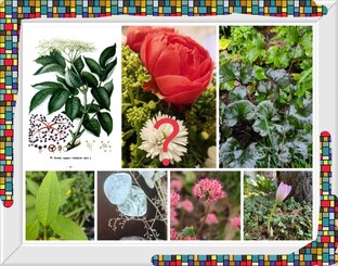 Поговорим о цветке