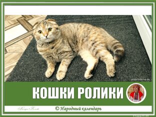 КОШКИ: РОЛИКИ