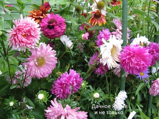 Азбука садовых цветов и кустарников