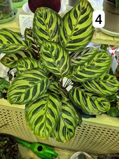 Растения как зеркало души