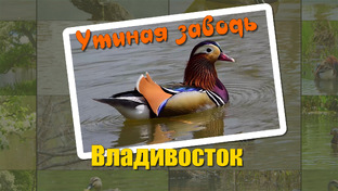 Утиная заводь