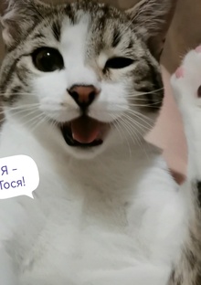 Томас. Он же - Тося, он же - Тоша, он же бессовестный нахал